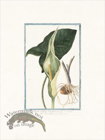 Bonelli 174 Starchwort